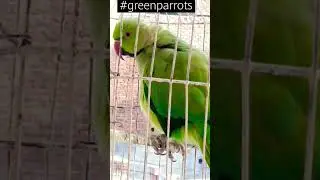 talking parrot 