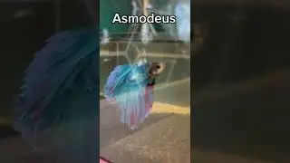 Evdeki Tüm Asiler