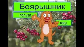 Боярышник - польза или вред