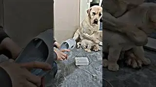 Лабрадор защищает своего сына | ругает щенка за плохое поведение 😢 