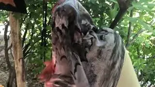 ÖRÜMCEK YÜRÜYOR ŞAKASI