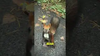 Любопытная белка. #алхимияжизни #животные #природа