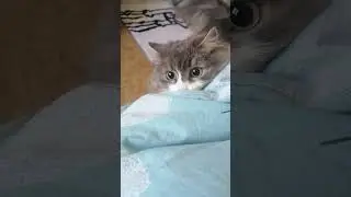 15.08.2024 #самаялюбимаякошка #котовасенька