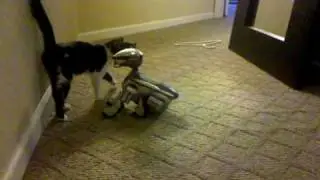 Aibo and Kitty