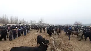 Андижон вилояти Мархамат тумани мол бозор нарлари 2020.26.01