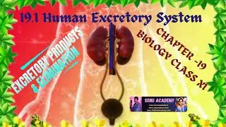 Human Excretory System || Chapter -19 || Biology Class XI || #biology #education  #science #neet