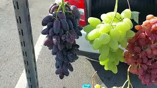 Реализация ягод винограда