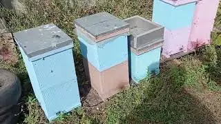 Де мої бджоли 🐝? Стан пасіки.