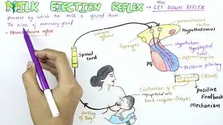 Milk Ejection Reflex - Physiology