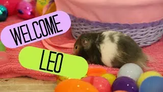 Welcome Leo!