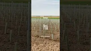 Bodegas Pita · 