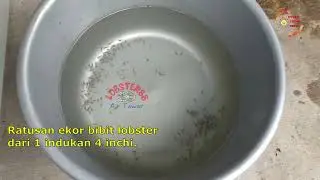 Hundreds of baby lobsters freshwater cryfish redclaw