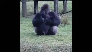 Gorilla uses sign language to tell people he’s not allowed to be fed by visitors