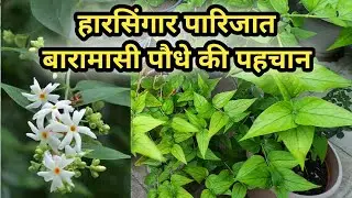 हरसिंगार पारिजात बारहमासी पौधे की पहचान कैसे करे | How to identify Harsingar Parijat perennial plant