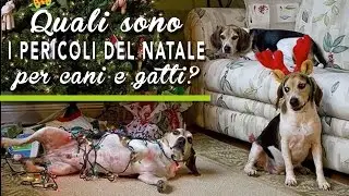 TUTORIAL BAU BOYS - Quali sono i pericoli del natale per cani e gatti?