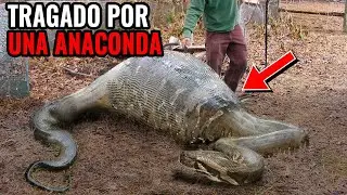 Encuentros Aterradores Con Serpientes