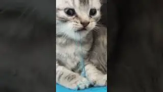 🐱Невкусная! 