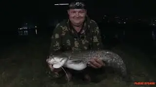 сом,жерех и усач...река кубань