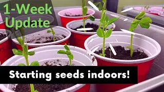 Starting Seeds Indoors: 1-Week Update!