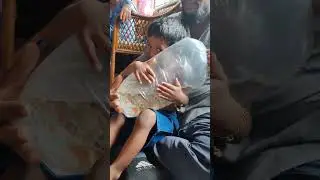 തരില്ല ഞാൻ, ഇതാർക്കും തരില്ല..... #guppy #shrots #shrotsvideo