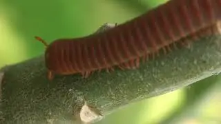 1000 Legs of Mystery: What Do Millipedes Actually Do? (Nature Documentary)
