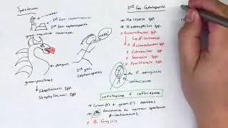Third Generation Cephalosporins