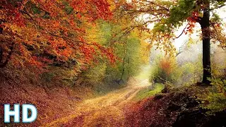 Beauty Of Nature | Video HD | Free HD Video | No Copyright
