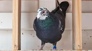 FINALLY GOOD FLYING