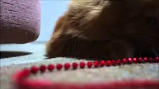 Amber and the Red Necklace