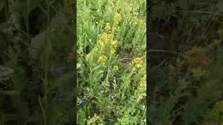 Моя деревня.