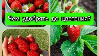 КЛУБНИКА! 🍓Чем удобрять до цветения???🔥🔥🔥Органика или минеральные удобрения.