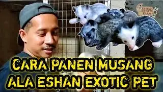 PANEN MUSANG , TANGAN SAMPAI KEGIGIT❗❗