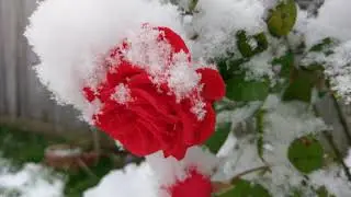 Вот и пришла красавица Зима!