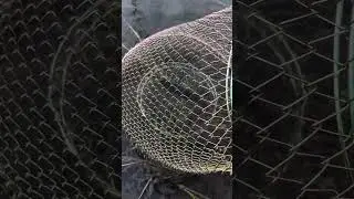 KILLER FISH 007 !!! TAGANKA 2023 !!! #fishing #commoncarp #carpworld #everythingcarpfishing #fish
