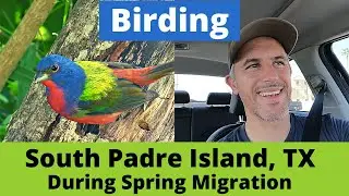 A Guide to Birding South Padre Island, TX During Spring Migration