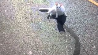 Cat with the weirdest Meow