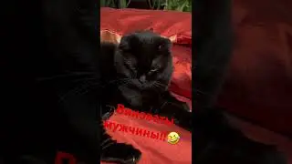 Котики и кошки!!! Я назову тебя зоренькой и солнышком!!