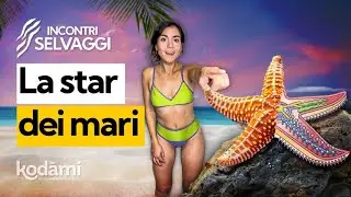 Non toccare le stelle marine! Ti spiego perché se lo fai potrebbero morire