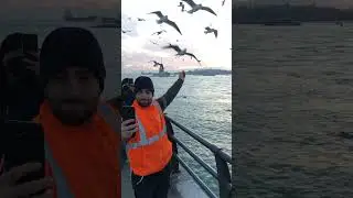 istanbul bird #shorts #ıstanbul #rain #ıstanbul #istanbul #shorts #walk #city