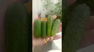 Второй урожай🥒🥒 огурцов🤣🥒🥒