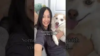 Sometimes Being With Our Best Friend Is All We Need 🥰Pomsky Dog #shorts #doglover #youtubeshorts