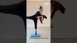 Balancing Act with Herbert The Cat | #Shorts | #cat