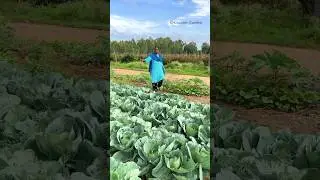 Ithu va Cabbage Thottam 😱| முட்டை கோஸ் #shorts #hosur  #cabbage