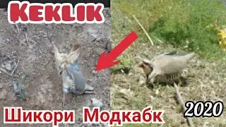 Шикори Модкабк бо Халкаи Точики дар кухои Дарвоз 2020 . Охота на Куропатка (Кеклик) вТаджикистане