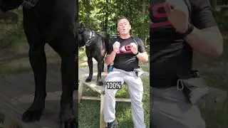 20% OFF LABOR DAY SALE - Transform Your Pup Today!