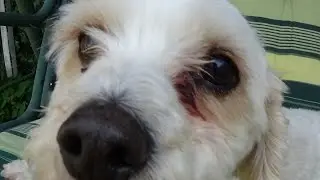 The dogs like the swing seat