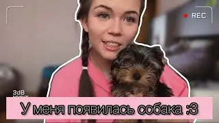 Я завела собаку!