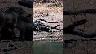 Warthogs On A Log