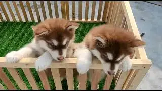 cute alaskan malamute puppies #shorts #shortvideo #dog #pets #trending #cute