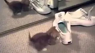 Котенок зеркало и обувь копы Котята